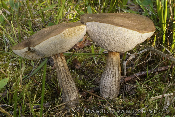 Bonte berkenboleet - Leccinum variicolor