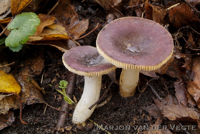 Bonte berkenrussula - Russula versicolor