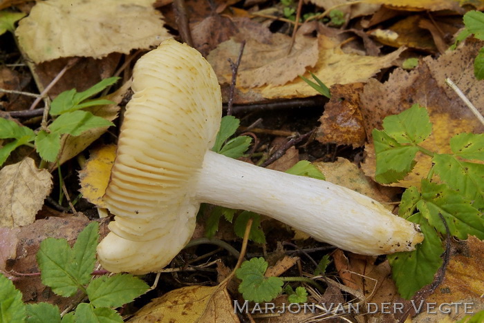 Bonte berkenrussula - Russula versicolor