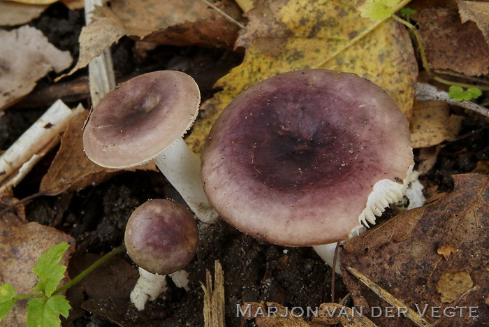 Bonte berkenrussula - Russula versicolor