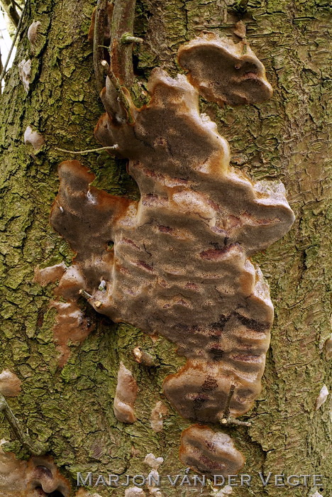 Boomgaardvuurzwam - Phellinus tuberculosus