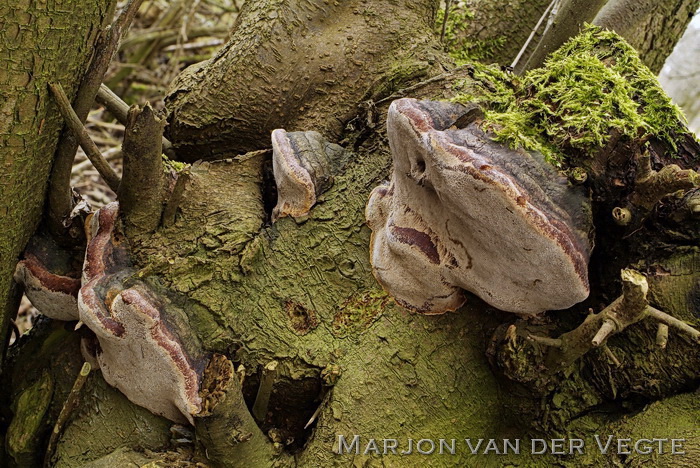 Boomgaardvuurzwam - Phellinus tuberculosus