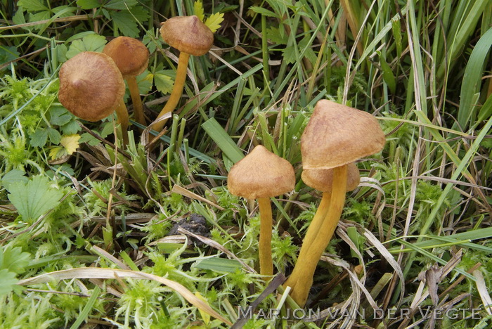 Oranjesteelgordijnzwam - Cortinarius huronensis