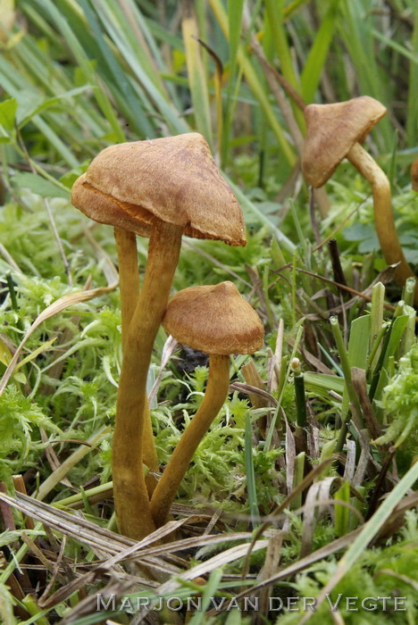 Oranjesteelgordijnzwam - Cortinarius huronensis