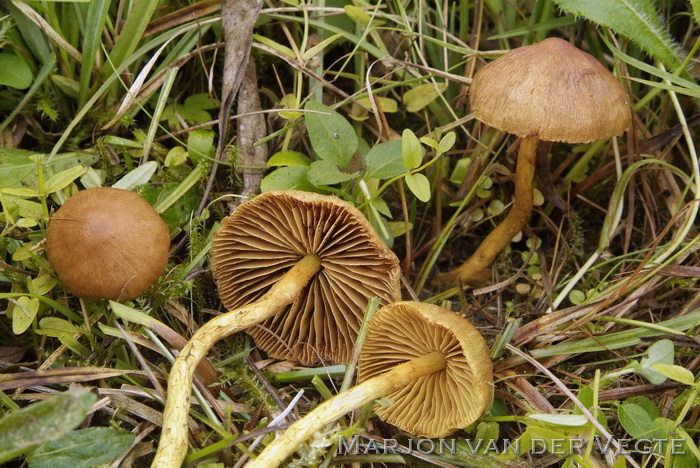 Oranjesteelgordijnzwam - Cortinarius huronensis