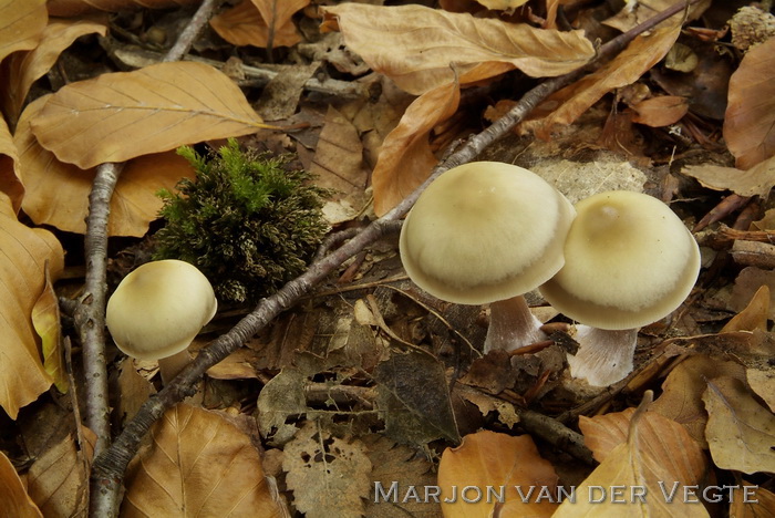 Botercollybia - Rhodocollybia butyracea