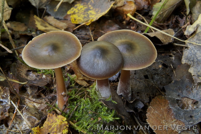 Botercollybia - Rhodocollybia butyracea