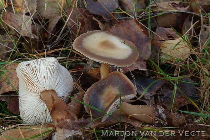 Botercollybia - Rhodocollybia butyracea