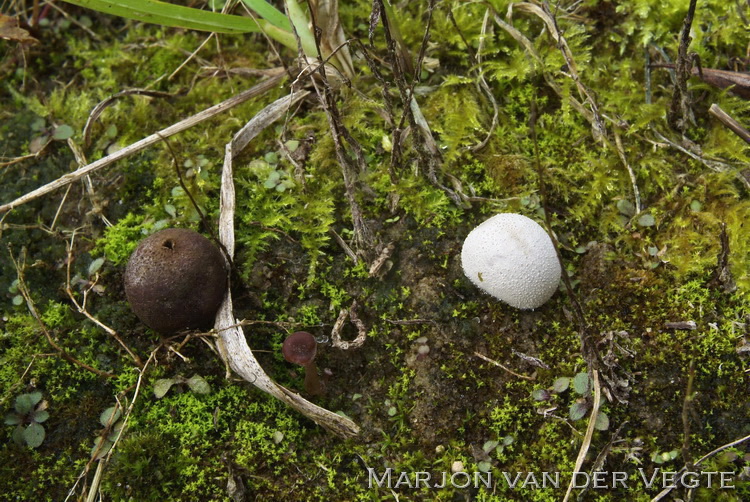 Dwergbovist - Bovista limosa