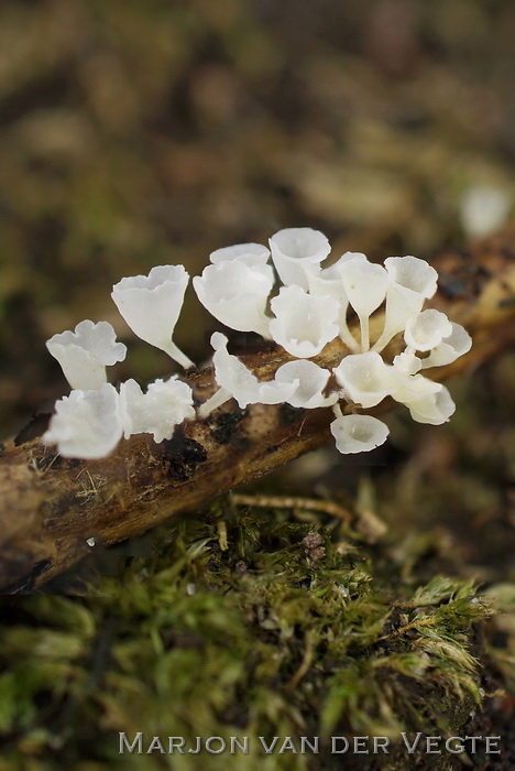 Brandnetelklokje - Calyptella capula