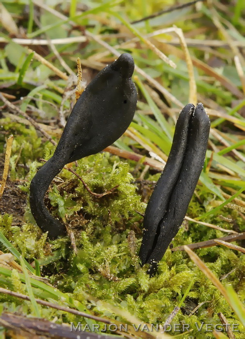 Brede aardtong - Geoglossum cookeanum