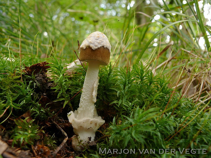 Kleine brokkelzakamaniet - Amanita olivaceogrisea