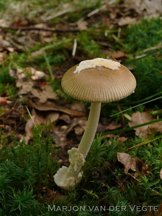 Kleine brokkelzakamaniet - Amanita olivaceogrisea