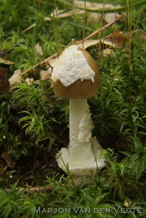 Kleine brokkelzakamaniet - Amanita olivaceogrisea