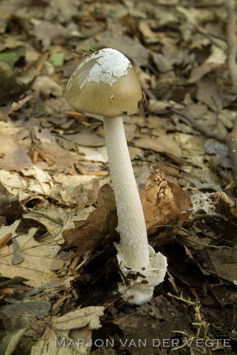 Kleine brokkelzakamaniet - Amanita olivaceogrisea