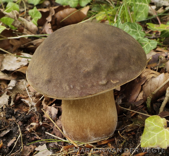 Bronskleurig eekhoorntjesbrood - Boletus aereus