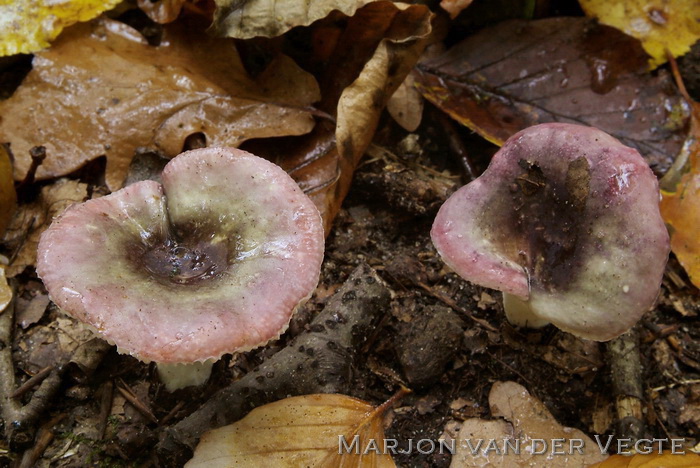 Broze russula - Russula fragilis