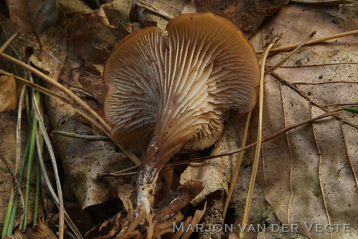 Bruine anijszwam - Lentinellus cochleatus var. cochleatus