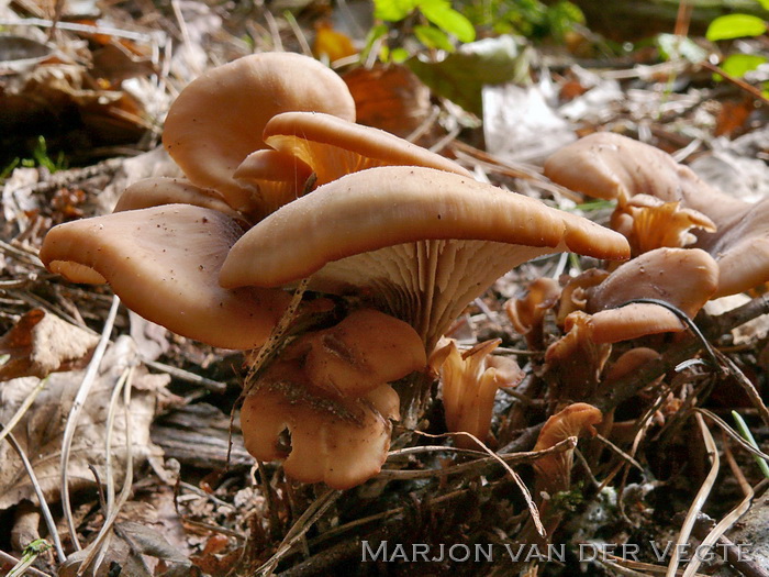 Bruine anijszwam - Lentinellus cochleatus var. cochleatus