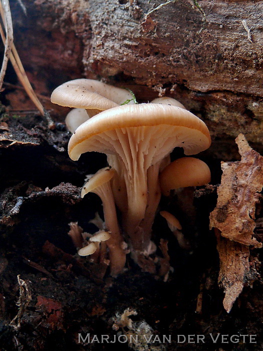 Bruine anijszwam - Lentinellus cochleatus var. cochleatus