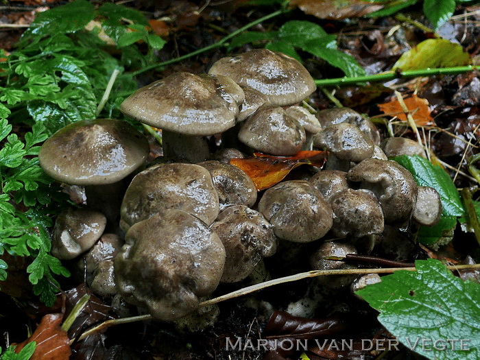 Bruine bundelridderzwam - Lyophyllum decastes