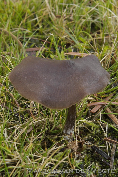 Bruine satijnzwam - Entoloma sericeum var. sericeum