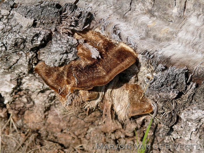 Bruine borstelkurkzwam - Coriolopsis gallica