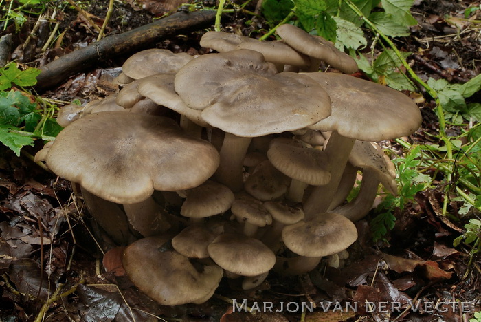 Bruine bundelridderzwam - Lyophyllum decastes