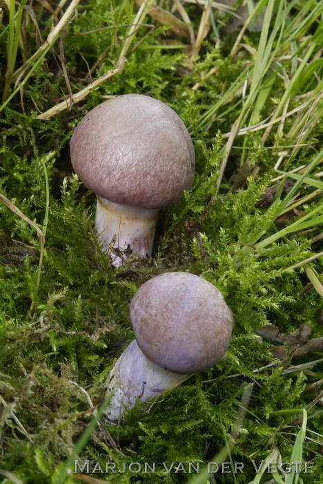 Gewone kleibosgordijnzwam - Cortinarius nemorensis