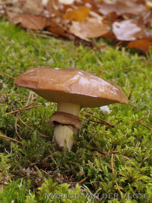 Bruine ringboleet - Suillus luteus