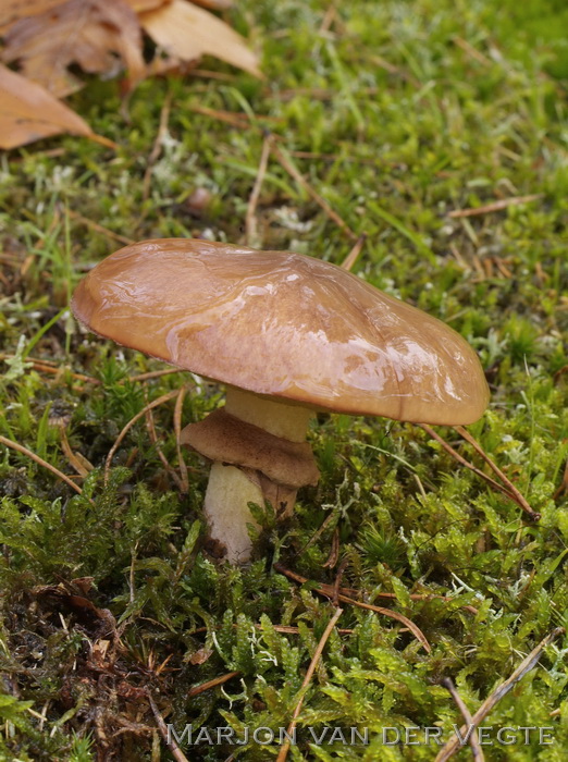 Bruine ringboleet - Suillus luteus