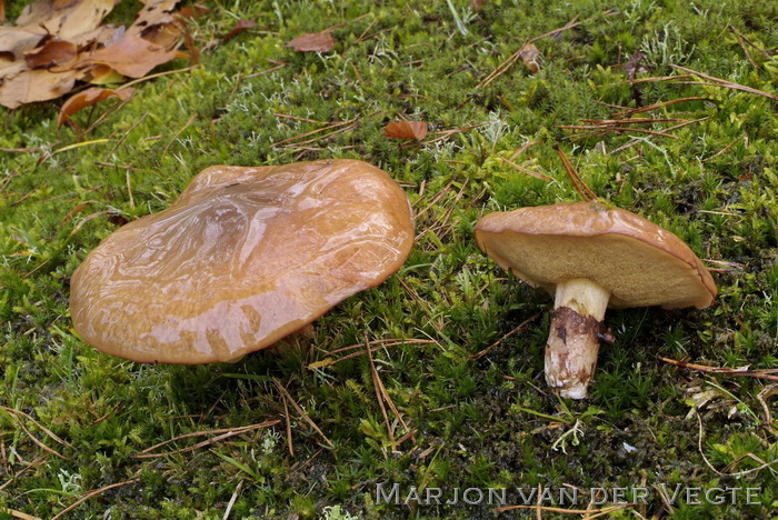 Bruine ringboleet - Suillus luteus