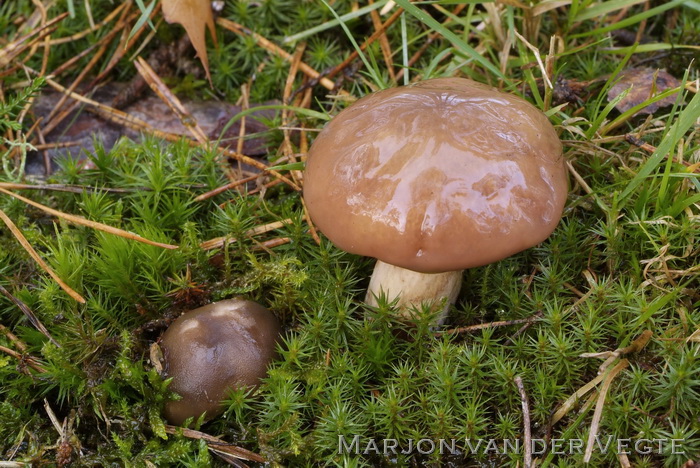 Bruine ringboleet - Suillus luteus