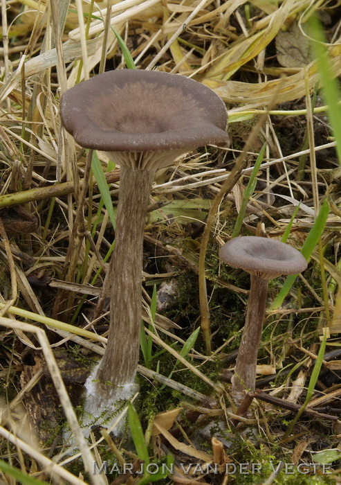 Roetkleurige schijntrechterzwam - Pseudoclitocybe expallens