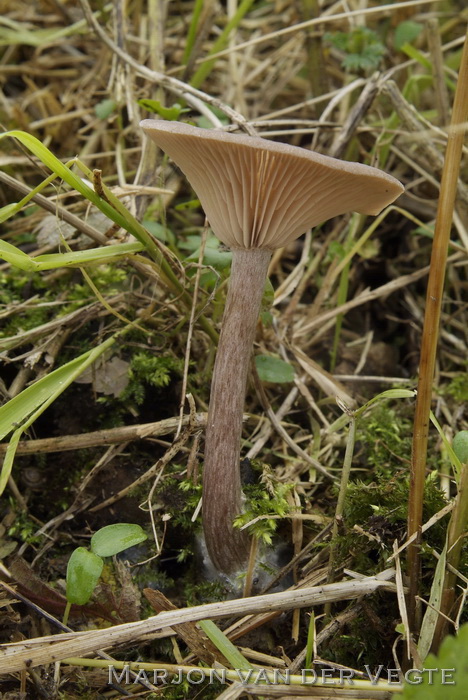 Roetkleurige schijntrechterzwam - Pseudoclitocybe expallens