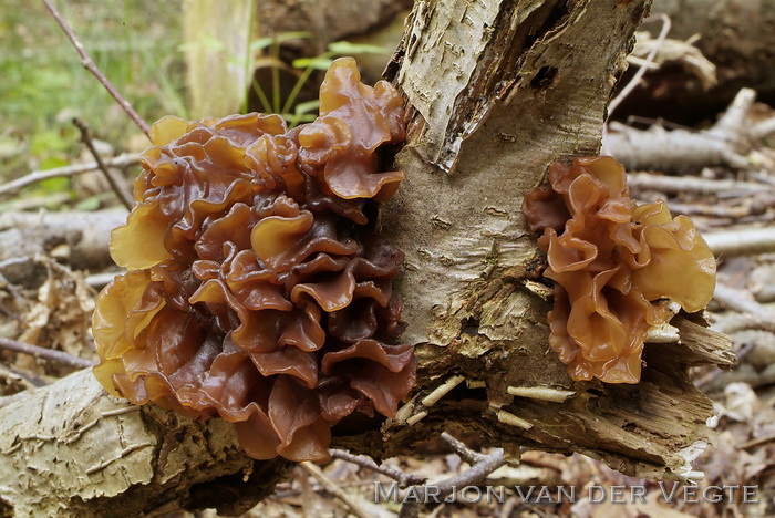 Bruine trilzwam - Tremella foliacea