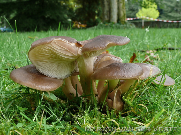 Bruine bundelridderzwam - Lyophyllum decastes