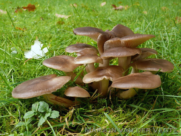 Bruine bundelridderzwam - Lyophyllum decastes