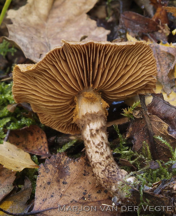 Bruinschubbige gordijnzwam - Cortinarius pholiodeus