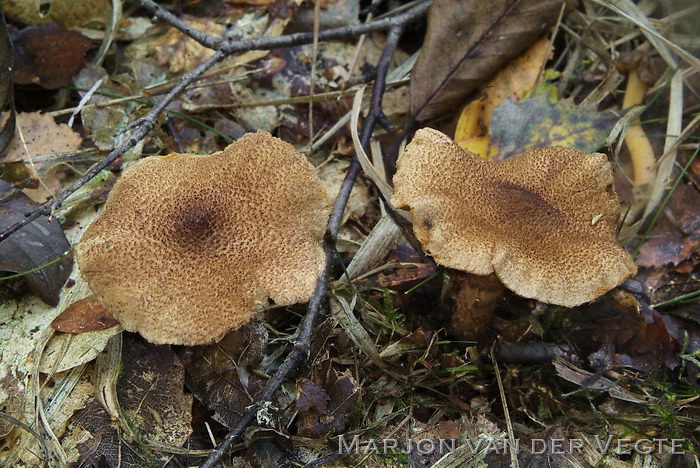 Bruinschubbige gordijnzwam - Cortinarius pholiodeus