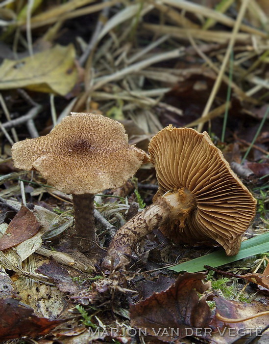 Bruinschubbige gordijnzwam - Cortinarius pholiodeus