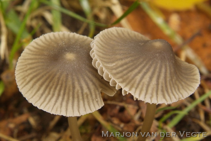 Groensnedemycena - Mycena viridimarginata