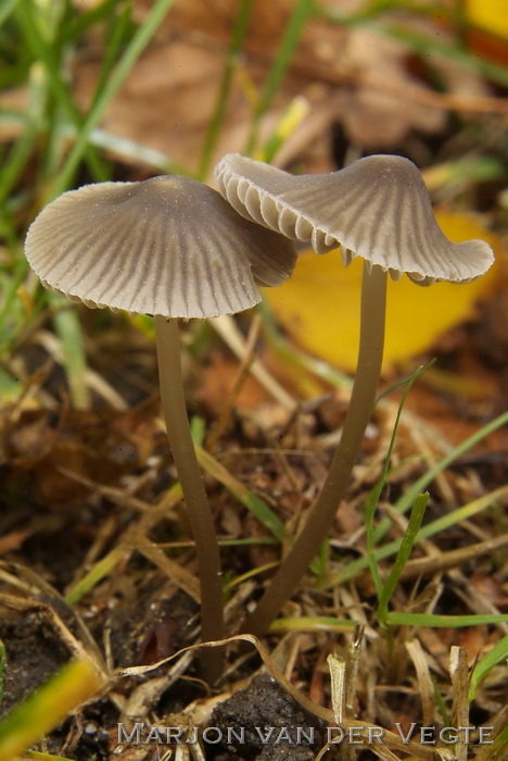 Groensnedemycena - Mycena viridimarginata