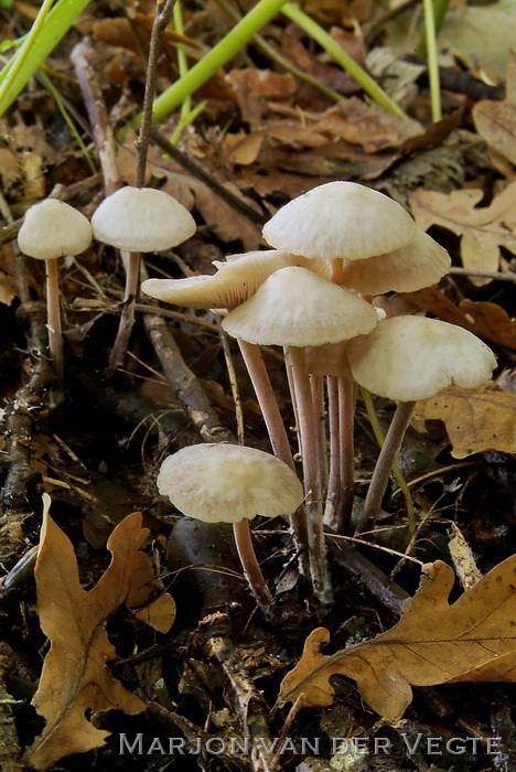 Bundelcollybia - Gymnopus confluens