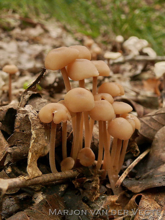 Bundelcollybia - Gymnopus confluens