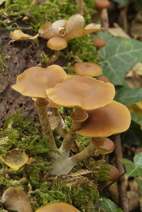 Kraagmosklokje - Galerina autumnalis