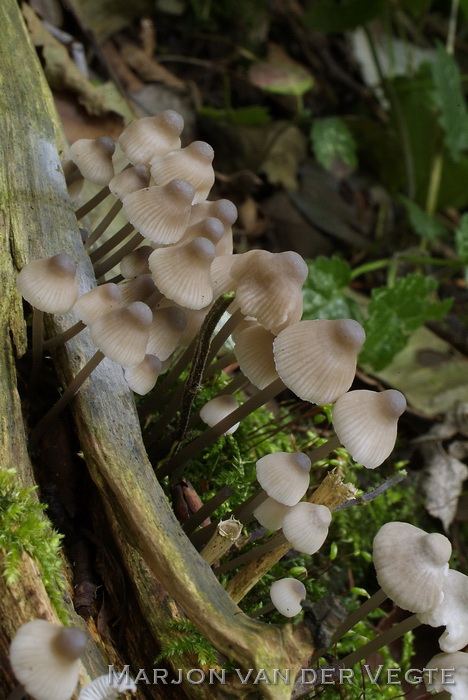 Helmmycena - Mycena galericulata