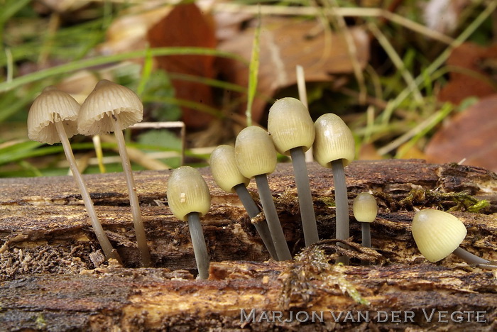 Bundelmycena - Mycena arcangeliana