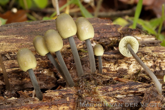 Bundelmycena - Mycena arcangeliana