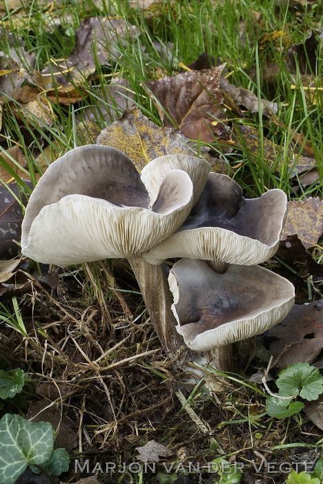 Bundelveldridderzwam - Melanoleuca turrita